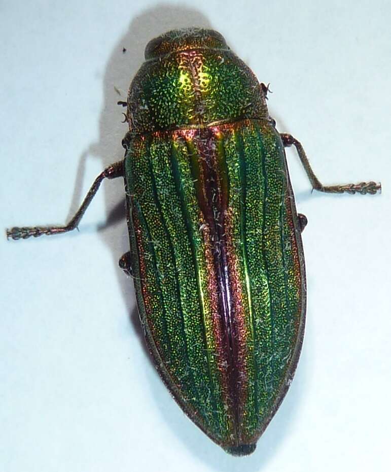 Imagem de Buprestis aurulenta Linnaeus 1767