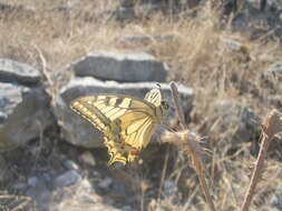 Image of Old World Swallowtail