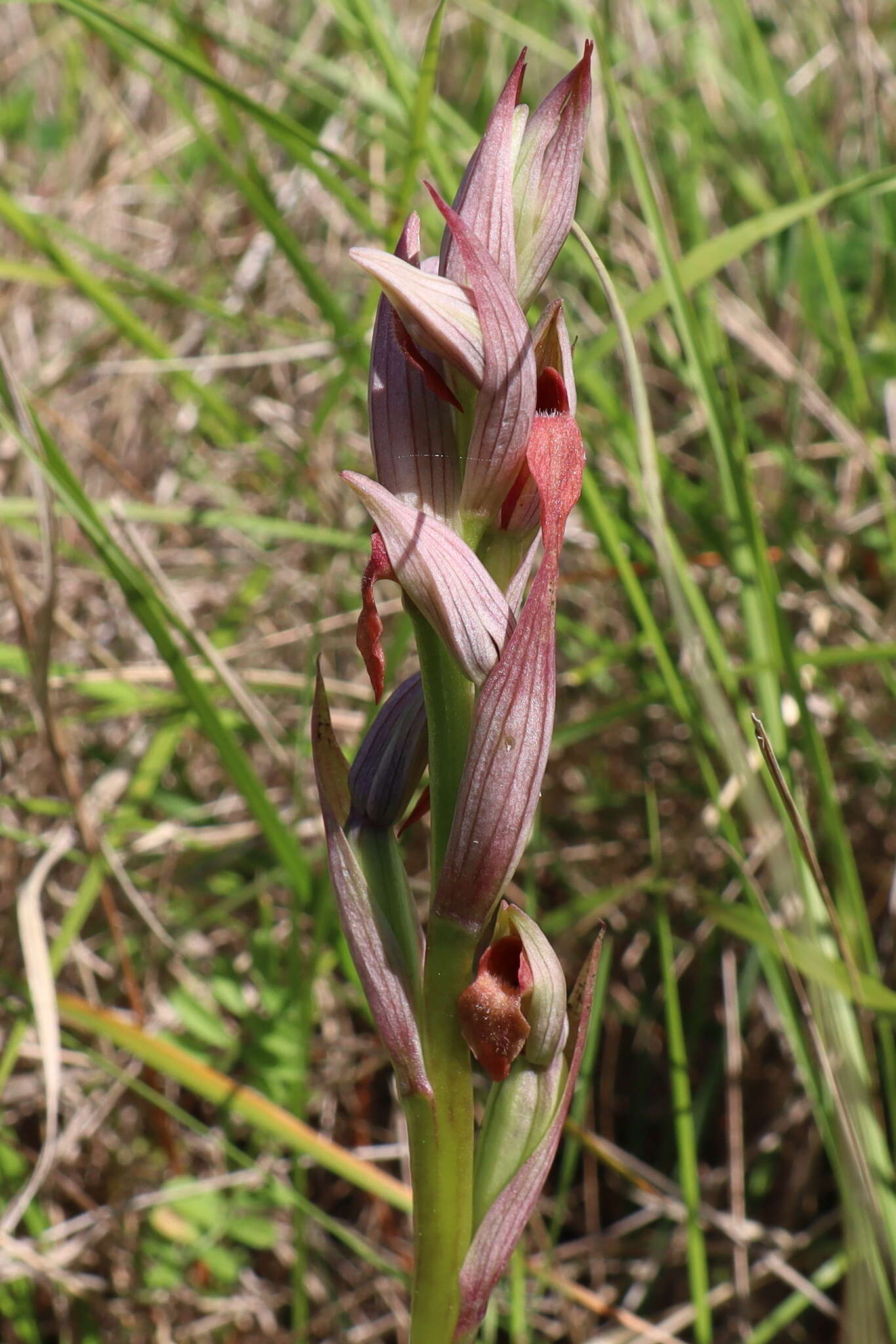 Image of Small-flowered serapias