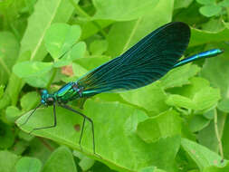 Image of Beautiful Demoiselle