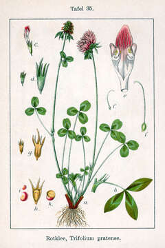 Image of Red Clover