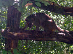 Image of fossa