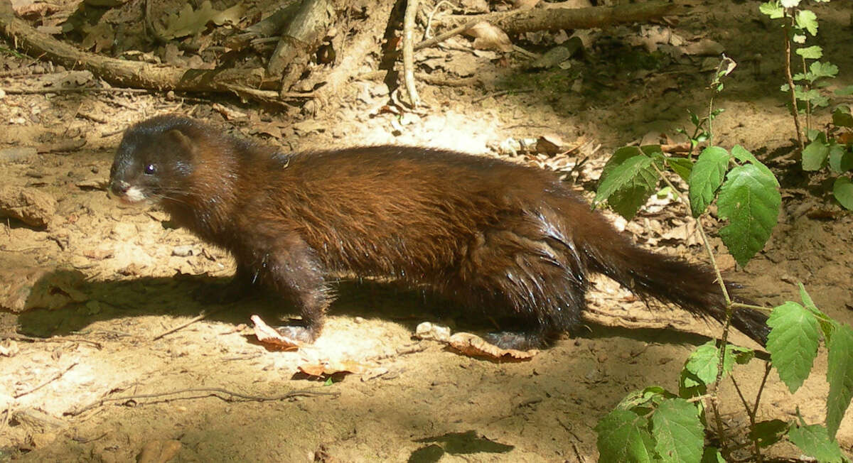Image of European Mink
