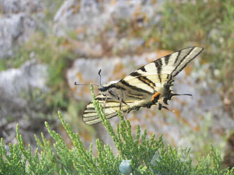 Image of Iphiclides