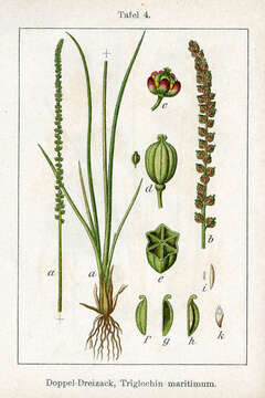 Image of Sea Arrowgrass