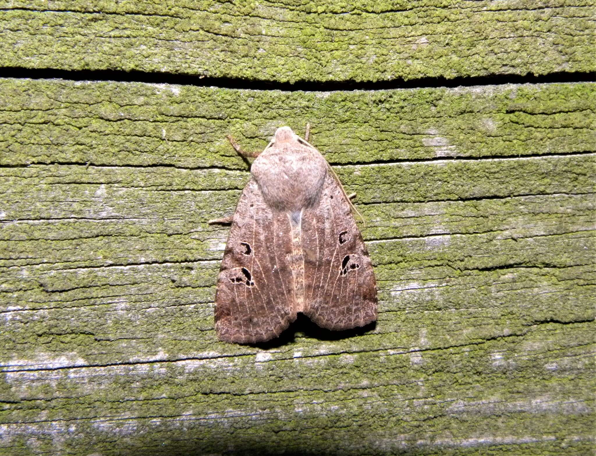 Image of black-spot chestnut