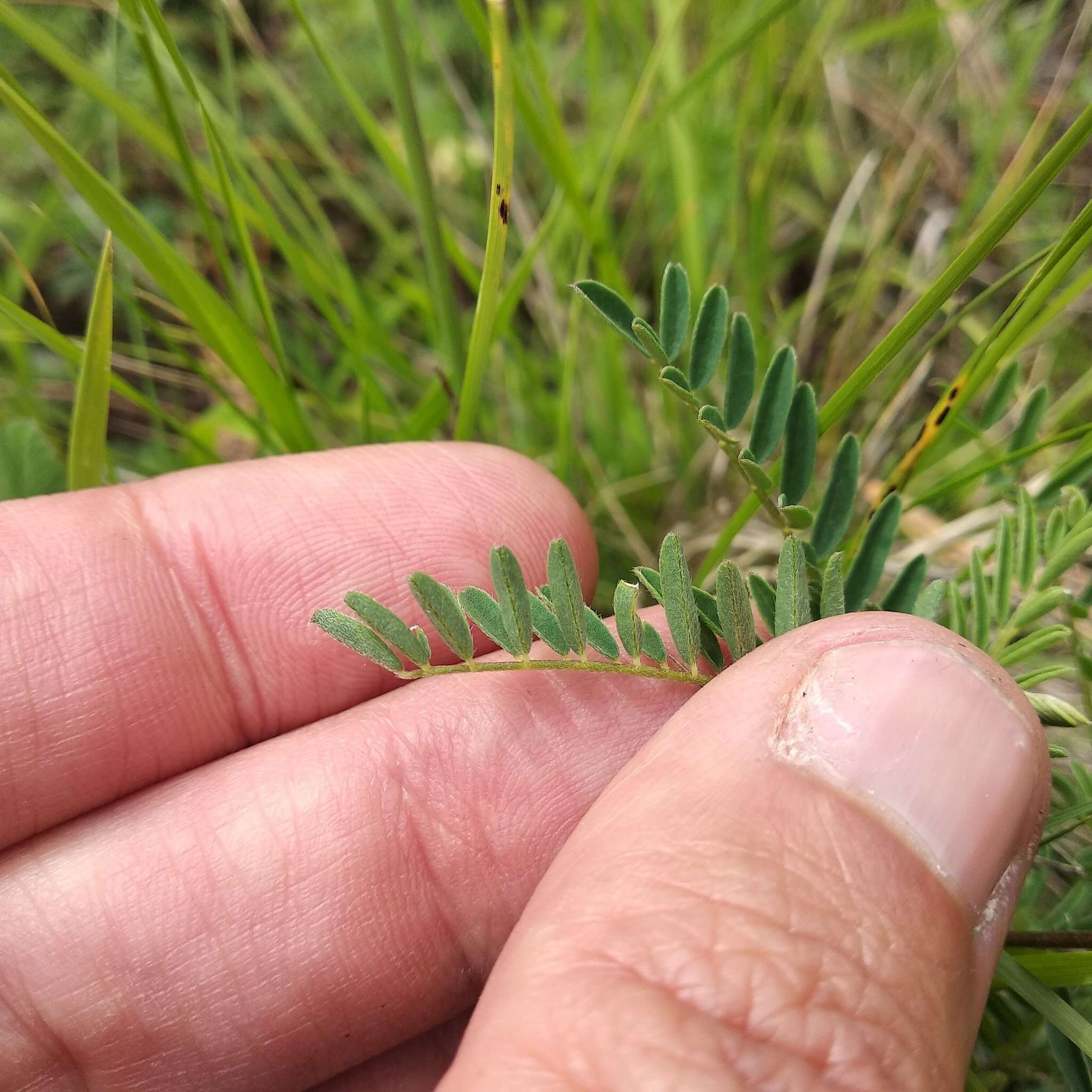 Image of Astragalus strigulosus Kunth