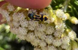 Castiarina jospilota (Gory & Laporte 1838) resmi