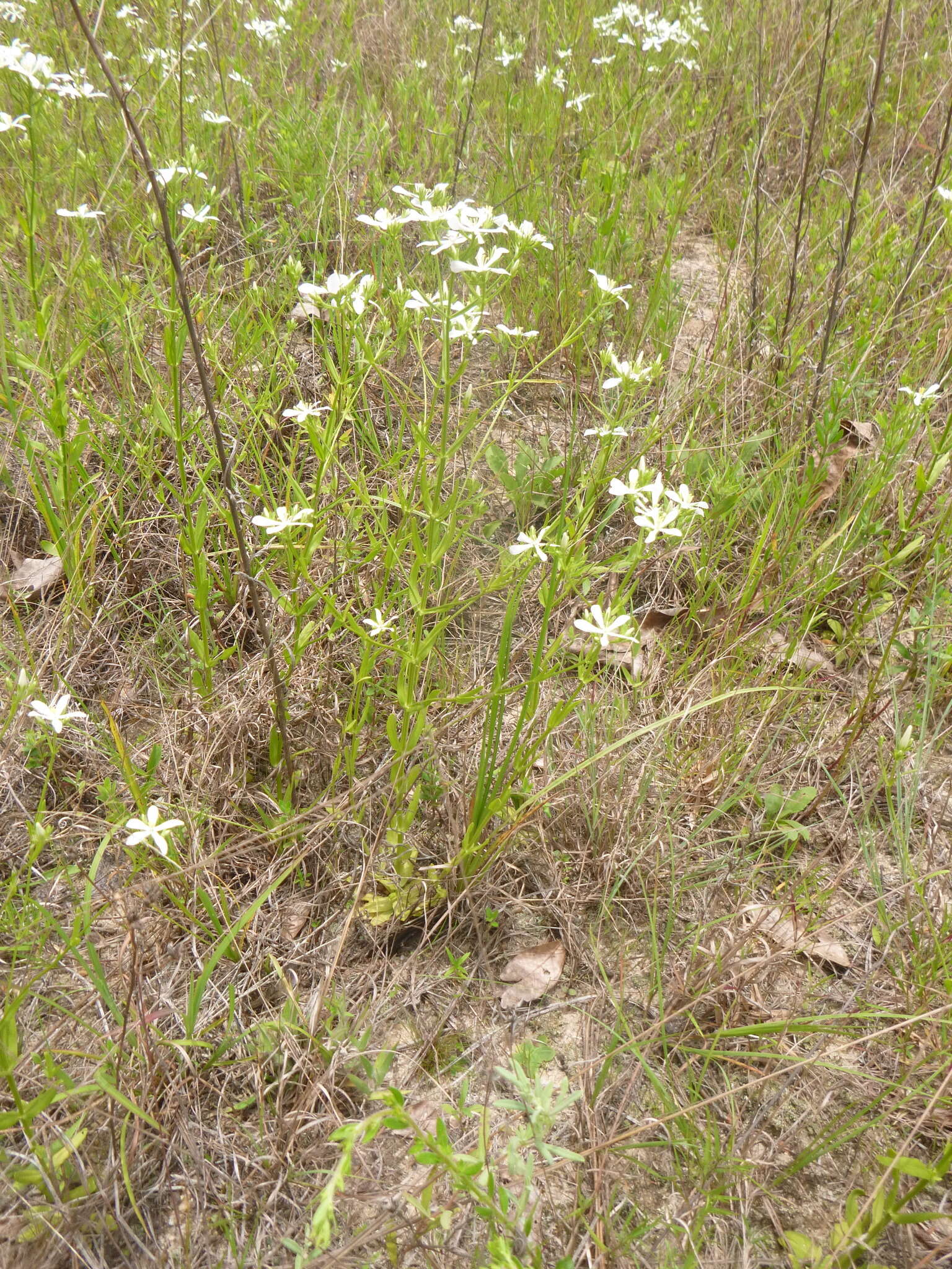 Sabatia quadrangula Wilbur resmi