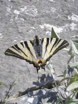 Image of Iphiclides