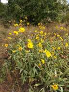 Image of cheerful sunflower