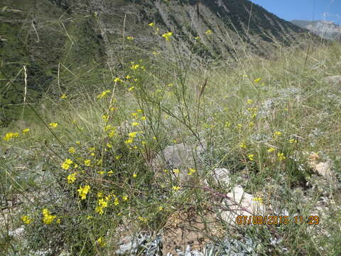 صورة Sisymbrium erucastrifolium (Rupr.) Trautv.