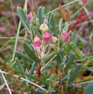 Image of bog rosemary