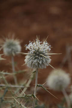 Image of Indian Globe Thistle