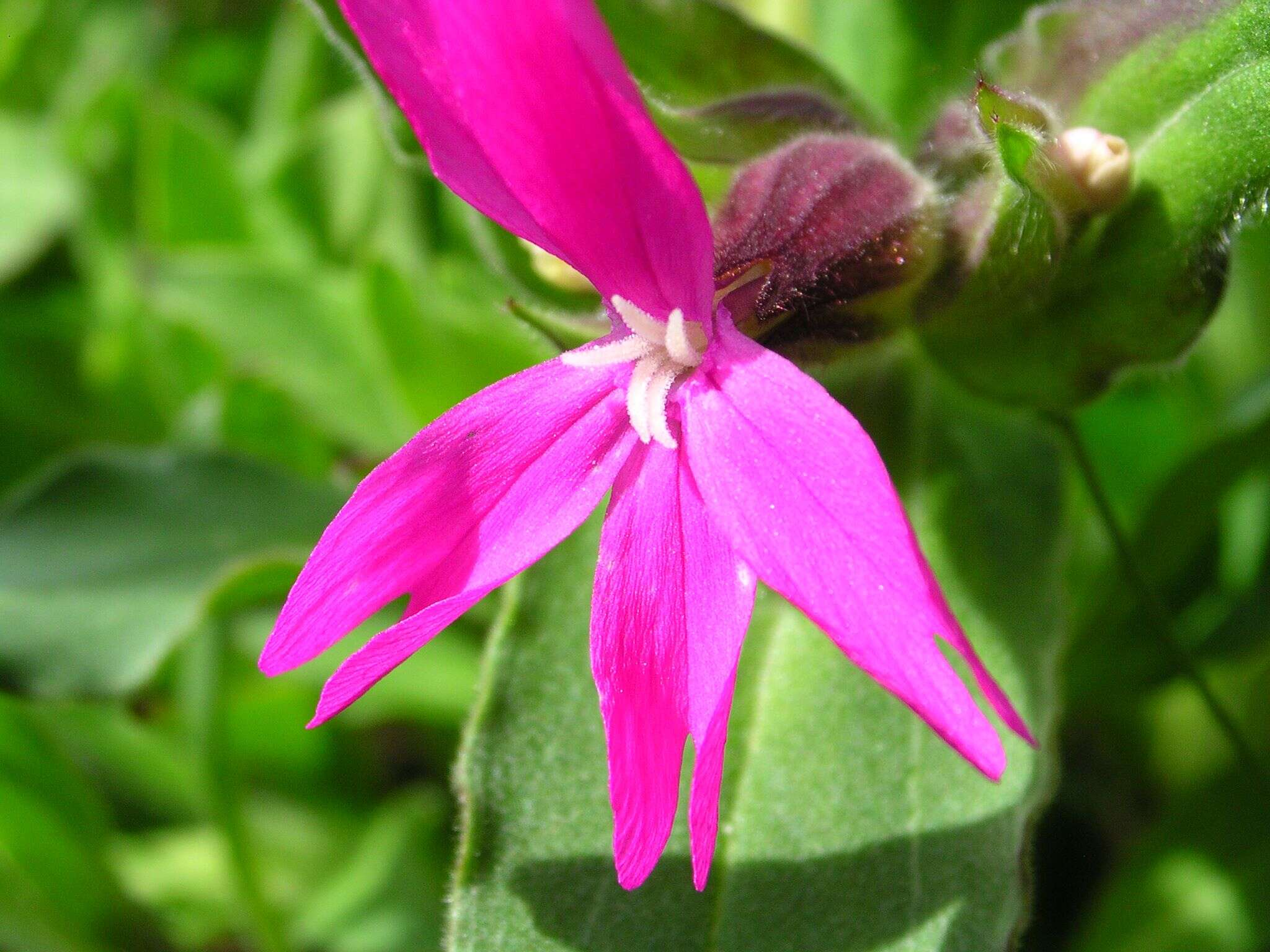 صورة Silene dioica (L.) Clairv.