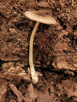 Volvariella nigrodisca Shaffer 1963 resmi