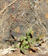 Eremothera chamaenerioides (A. Gray) W. L. Wagner & Hoch的圖片