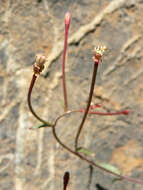 Eremothera chamaenerioides (A. Gray) W. L. Wagner & Hoch的圖片