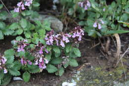 Image de Germandrée petit-chêne