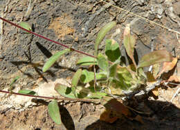 Eremothera chamaenerioides (A. Gray) W. L. Wagner & Hoch的圖片