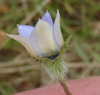 Image of Wahlenbergia capensis (L.) A. DC.