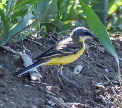 Image of Motacilla flava cinereocapilla Savi 1831