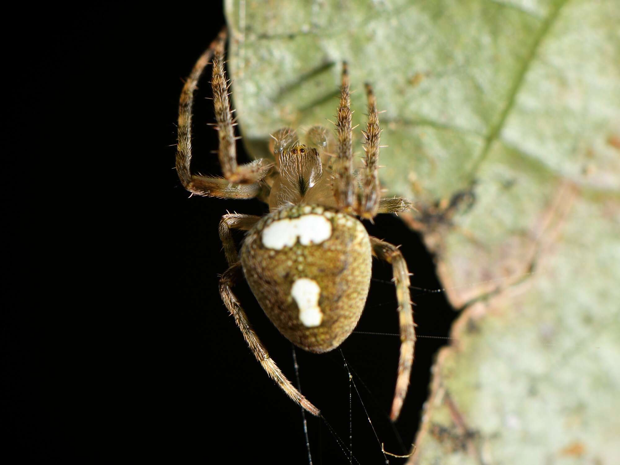 Image of Zealaranea trinotata (Urquhart 1890)