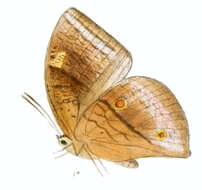 Слика од Discophora lepida Moore 1857