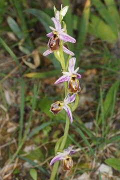 Image of Ophrys lycia Renz & Taubenheim