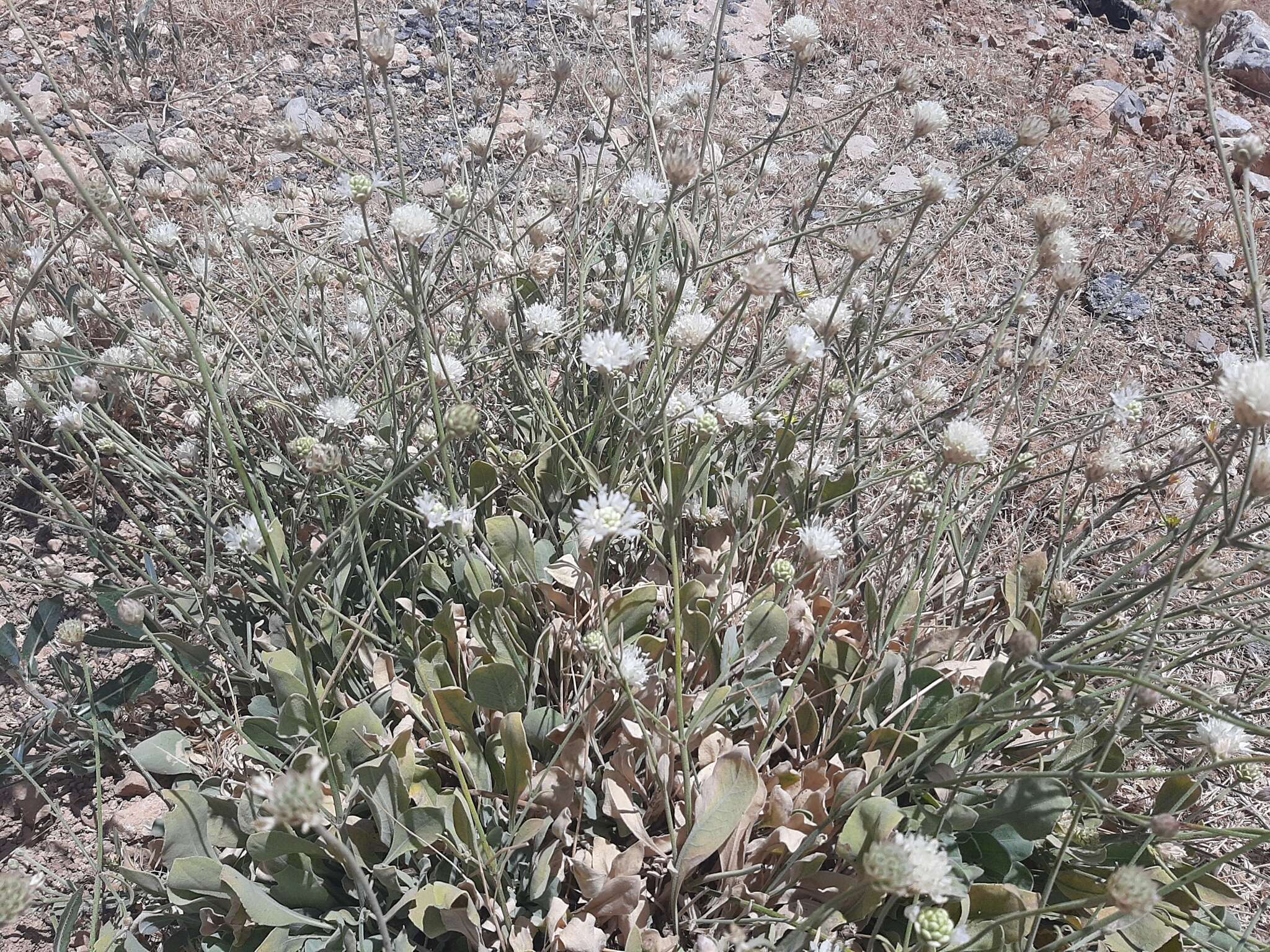 Image of Cephalaria stellipilis Boiss.