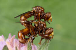 Image of Sicus ferrugineus (Linnaeus 1761)