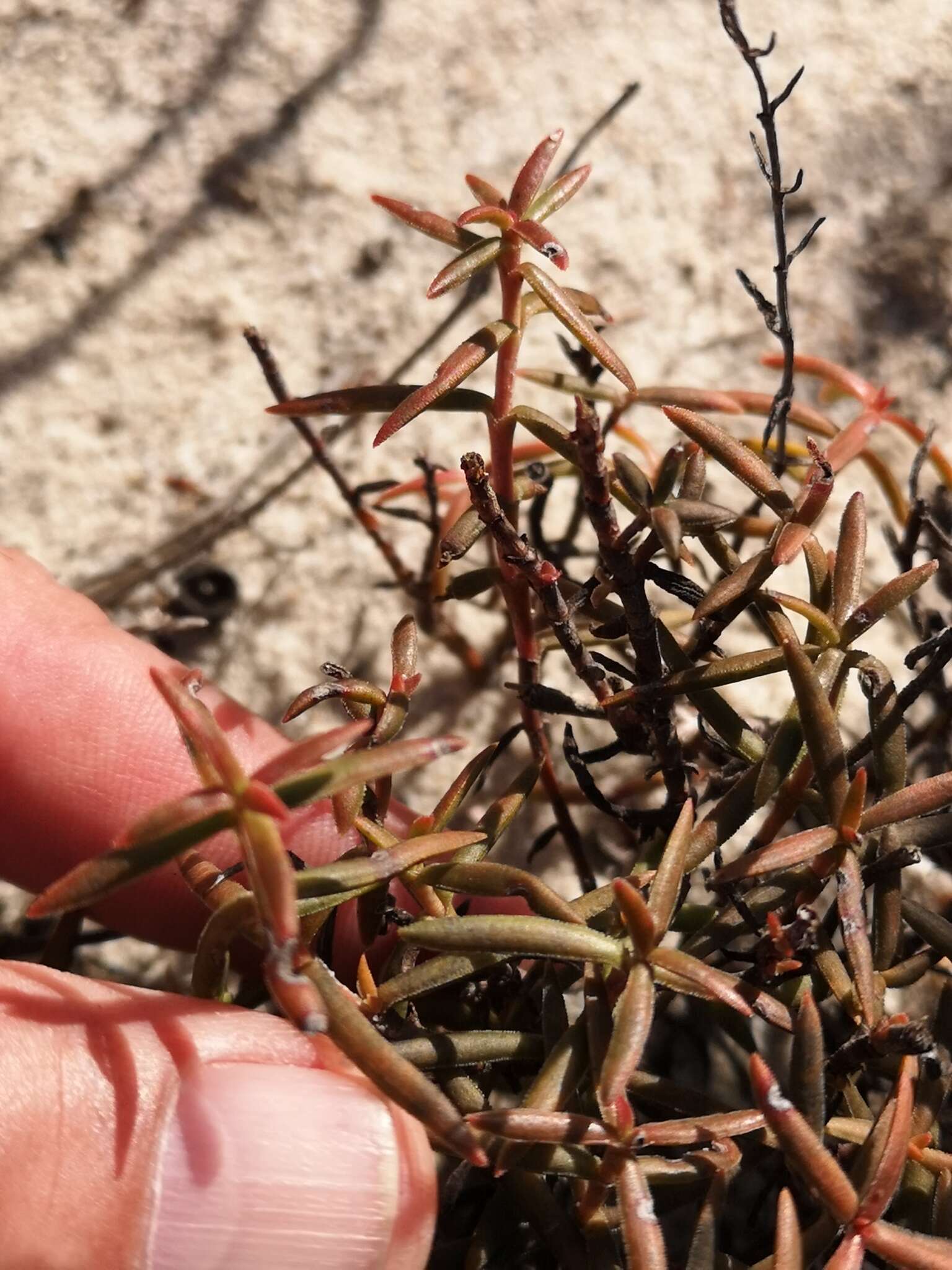 Image of Crassula cymosa Berg.