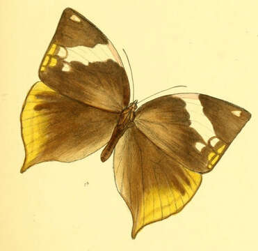 Image of Zeuxidia masoni