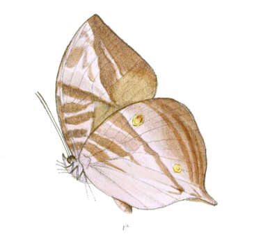 Image of Zeuxidia masoni