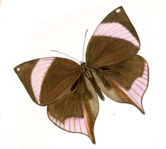 Image of Zeuxidia masoni