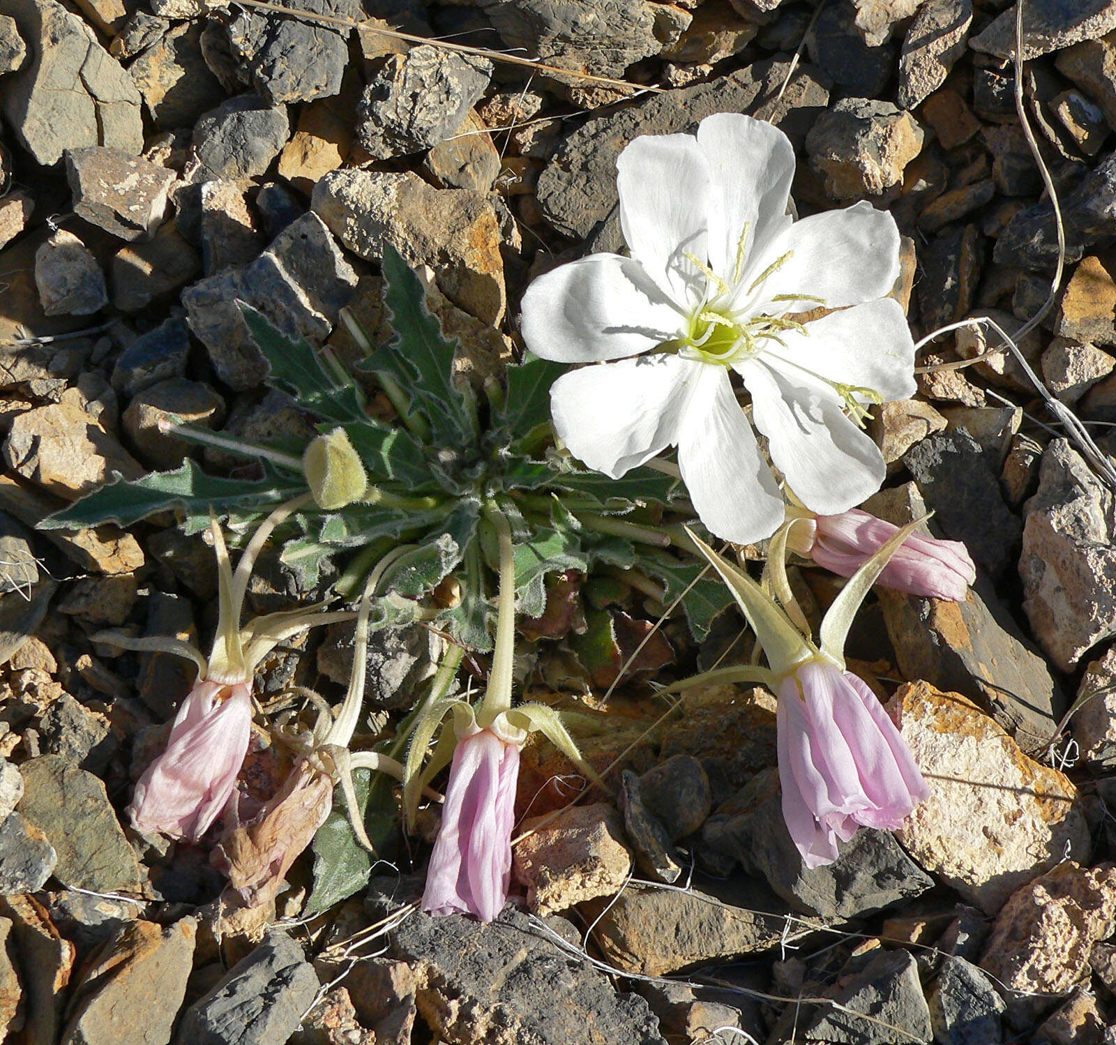 Image de Oenothera cespitosa Nutt.