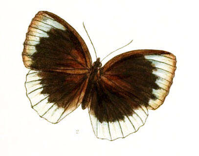 Image of Elymnias esaca Westwood (1851)