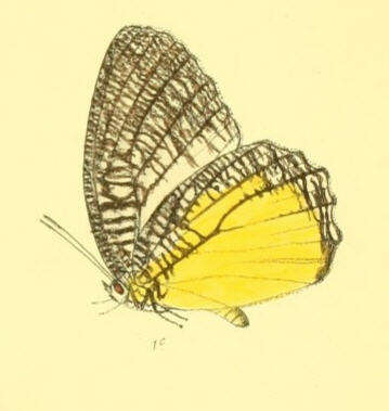 Image of Jezebel Palmfly