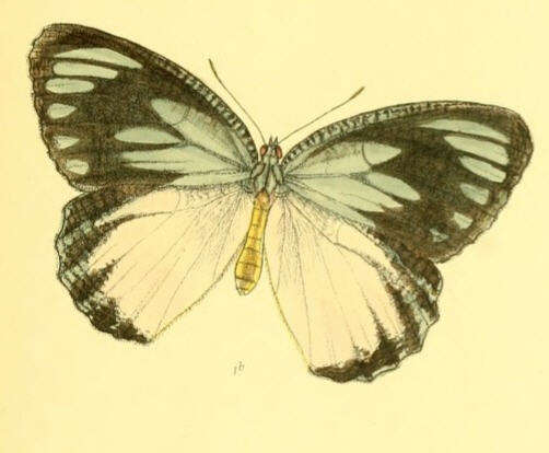 Image of Jezebel Palmfly