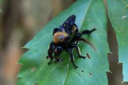 Image of Laphria macquarti (Banks 1917)