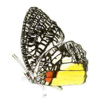 Image of Jezebel Palmfly