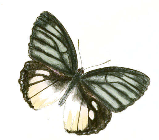 Imagem de Elymnias vasudeva Moore 1857