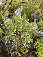 Image of Erica tristis Bartl.