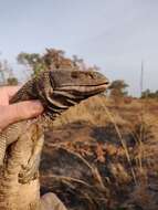 Image of Savannah Monitor