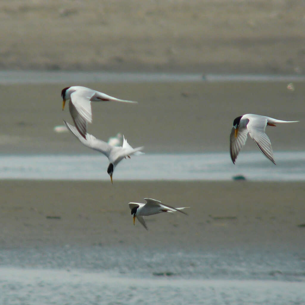 Image of Little Tern