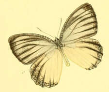 Image of Jezebel Palmfly