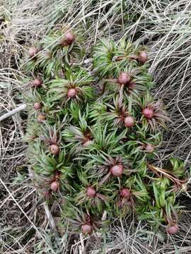 Image of Paeonia intermedia subsp. intermedia