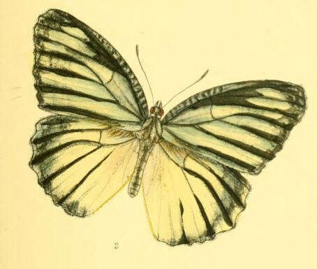 Image of Jezebel Palmfly