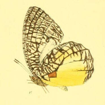 Image of Jezebel Palmfly