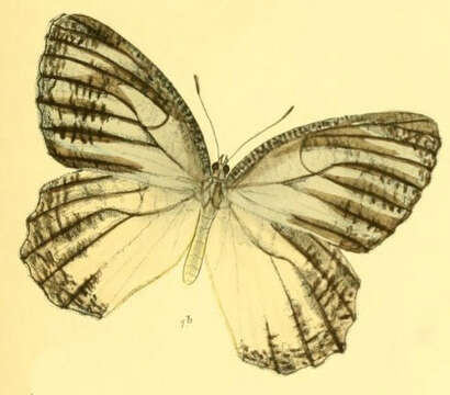 Image of Jezebel Palmfly